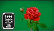 Rose flower green screen | rose green screen | flower green screen