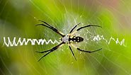All About the Huge, But Beneficial, Garden Spider