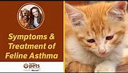 Symptoms & Treatment of Feline Asthma
