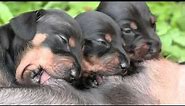 Cute Dachshund Puppies Suckling