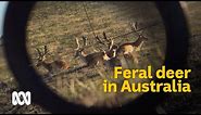 The complex conundrum of wild deer in Australia 🦌 | Meet the Ferals Ep 3 | ABC Australia