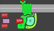 G-protein signaling