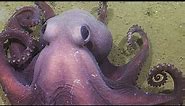 Phenomenal Purple Cephalopod | Nautilus Live (Remastered!)