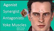 Agonist, Synergist, Antagonist and Yoke muscle of Eye | Cardinal direction of gaze