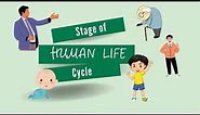Human Life Cycle | Stages of Human Growth (science) | #learningzoneforall