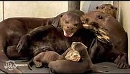 Cute Giant Otter Babies 😍