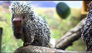 What's So Special About This Porcupine's Tail?