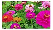🌺DOUBLE ZINNIA MIXED COLOR SEEDS