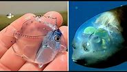 10 Most Beautiful Transparent Creatures in the World