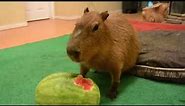Capybara eating watermelon meme (ORIGINAL 1080p)
