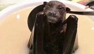 Footage shows coronavirus could’ve been spread by bat soup