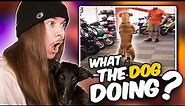 Reacting to Dog Tiktoks WITH OUR DOGS