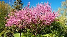Companion Plants & Trees for Cherry Trees: 18 of the Best - Rennie Orchards