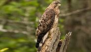 Broad-winged Hawk Identification, All About Birds, Cornell Lab of Ornithology