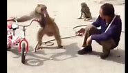 Funniest Monkey  -  cute and funny monkey videos