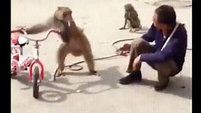 Funniest Monkey  -  cute and funny monkey videos