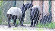 Creature Feature - Malayan Tapirs