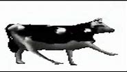 Polish Cow Dancing 10 Hours (Meme Version)