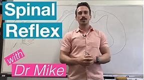 Spinal Reflex (Simple Reflex Arc)