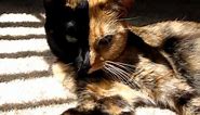Venus the Chimera split face, two face, odd eye, 2 diff color eyes... cat gone viral