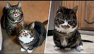 These dwarf cats were rejected for not looking normal