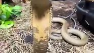 King Cobra FACE 2 FACE! #animal #snake #wildlife #kingcobra #nature #reelsfb #reptiles | Darrick