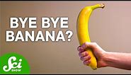 Bananas Are Not What You Think | The Shocking Truth