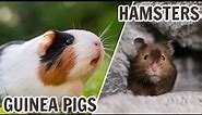 Guinea Pigs VS Hamsters