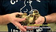 Baby Dark Brahma Chicken Breed | Cackle Hatchery
