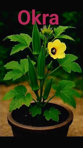 How To Grow Okra | Okra Terrace Gardening | Okra Plant Care