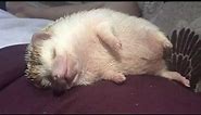Hedgehog sleeping