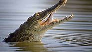 31 Facts About Africa's Nile Crocodile (Crocodylus niloticus) | Storyteller Travel