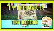 Ep. 2 - Tiny Birthday For A Tiny Hedgehog - The Most Adorable Tiny Birthday Party Ever