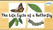 The Butterfly Life Cycle for Kids | Four Stages of the Butterfly Life Cycle | Twinkl USA