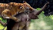 Live "Tiger Attacking Elephant" at Bandhavgarh national park, India - shockwave
