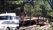Logging Loading Pulpwood