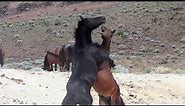 Wild Mustangs of Nevada