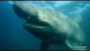 Basking Sharks | SHARK ACADEMY