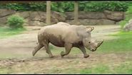 Rhino Running-Nashville Zoo April 2019