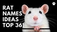 🐀 Rat Names - 36 TOP & BEST Ideas For Pet Rat | Names