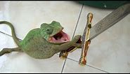 SMALL CUTE DRAGONS will make sure that YOU'LL LAUGH - The FUNNIEST LIZARD VIDEOS