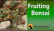 Bonsai Fruit Trees - Fruiting Bonsai Trees for Beginners bonsai pomegranate #76