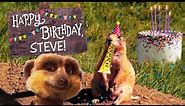 Happy Birthday! Steve