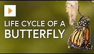 The Life Cycle of a Butterfly - Science for Kids