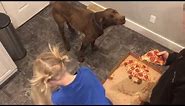 Dog eats entire pizza in less than a minute!!! (Dog vs. Pizza-challenge)