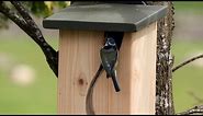 Top tips for putting up a nest box in your garden