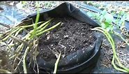 POTATOES - GROWING IN A 20 GAL GROW BAG STEP BY STEP [HOW TO DO IT] (OAG)