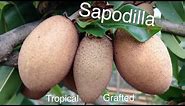 Grafted Tropical Sapodilla Fruit Tree - Growing Guide Chikoo