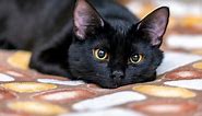 22 Black Cat Breeds You’ll Want to Adopt