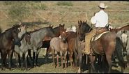 Tongue River Ranch - American Quarter Horse Program